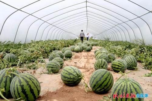 明清街吃瓜,一场穿越时空的味蕾之旅