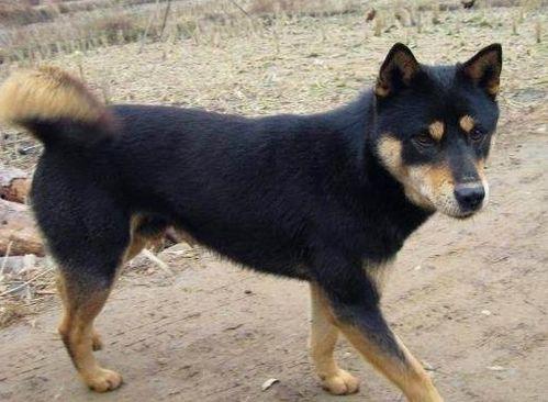 土狗吃瓜展预约,一场别开生面的预约盛宴