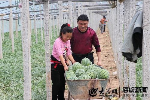 菏泽定陶吃瓜事件,一场网络舆论的风波与反思