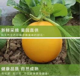 红瑞瓜怎么吃,解锁美味新体验