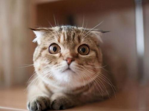 密瓜猫咪可以吃吗