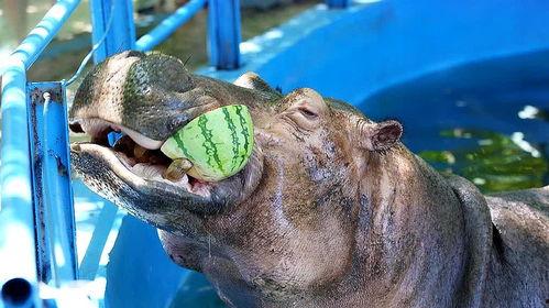 大象吃瓜vs河马吃瓜,瓜果盛宴中的生态对决