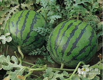 晚上吃瓜长胖吗,体重管理需谨慎