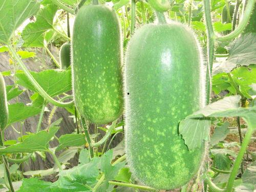 吃瓜文章图片,一张图片引发的思考