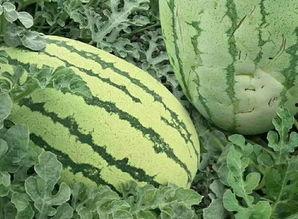 沙师妹吃瓜,揭秘娱乐圈幕后真相