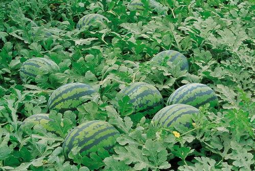 吃西瓜和凉瓜会头痛吗,揭秘引发头痛的神秘关系