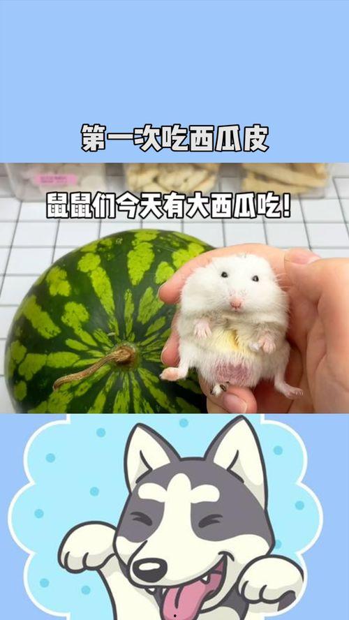 鼠可以吃瓜,瓜果飘香，鼠儿欢享